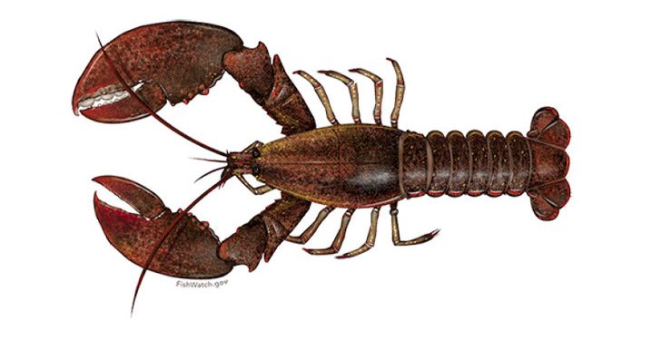 Lobster Amerika Dapat Hidup 100 Tahun