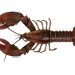 Lobster Amerika Dapat Hidup 100 Tahun