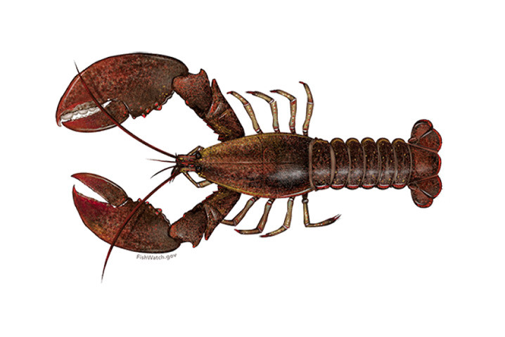 Lobster Amerika (Homarus americanus). FOTO: NOAA FISHERIES