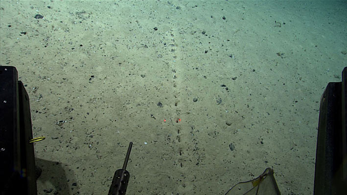 Kumpulan lubang sublinier di sedimen ini terlihat selama Dive 04 ekspedisi kedua “Voyage to the Ridge 2022”. Perhatikan dua titik merah di dasar laut; titik laser ini terpisah 10 sentimeter (4 inci) dan memberikan kesan skala ukuran dan jarak lubang. FOTO: NOAA OCEAN EXPLORATION
