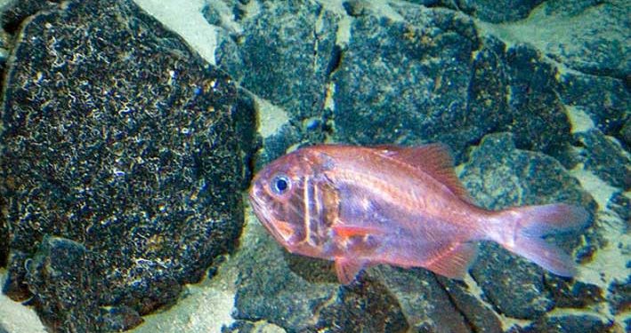 Dapat Hidup 230 Tahun, Ini Masalah Besar Ikan Oranye