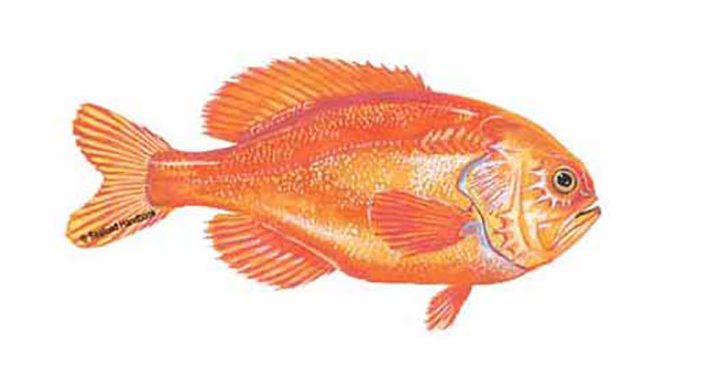 Ikan Oranye, Spesies Paling Berharga di Selandia Baru