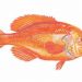 Ikan Oranye Roughy (Hoplostethus atlanticus). FOTO: SEAFOODSOURCE.COM