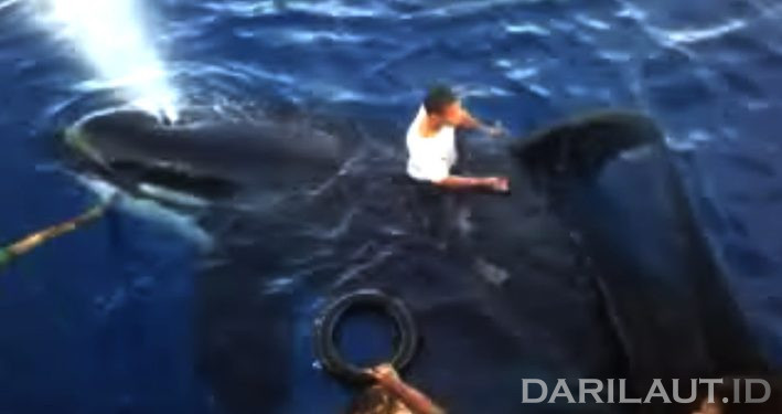 Mengapa Orca Tidak Memangsa Manusia di Alam Liar?