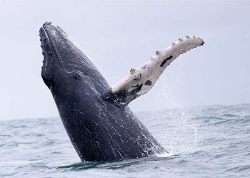 Seekor paus bungkuk di Samudra Pasifik tropis timur dekat Kosta Rika. Para pemimpin regional sedang mendorong sebuah cagar biosfer luas yang akan menjangkau perairan empat negara. FOTO: GETTY/PEWTRUSTS.ORG