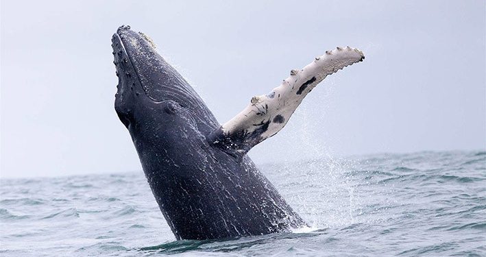 5 Alasan untuk Membuat Cagar Biosfer Besar di Samudra Pasifik