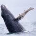 Seekor paus bungkuk di Samudra Pasifik tropis timur dekat Kosta Rika. Para pemimpin regional sedang mendorong sebuah cagar biosfer luas yang akan menjangkau perairan empat negara. FOTO: GETTY/PEWTRUSTS.ORG