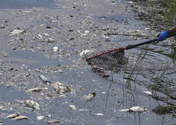 Ikan-ikan mati mengambang di Sungai Oder, Eropa Tengah, Sabtu 13 Agustus 2022. Menteri Lingkungan Polandia mengatakan tes laboratorium setelah kematian massal ikan mendeteksi tingkat salinitas yang tinggi tetapi tidak ada merkuri di dalamnya. FOTO: PATRICK PLEUL/AP