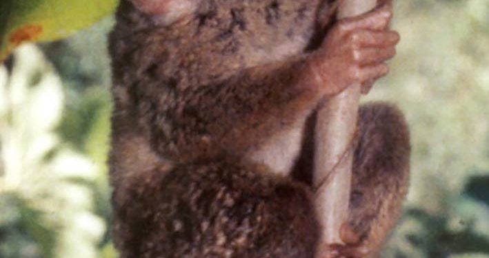 Perilaku Alami dan Unik Tarsius Endemik Togean Terekam Kamera Jebak