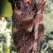Perilaku Alami dan Unik Tarsius Endemik Togean Terekam Kamera Jebak