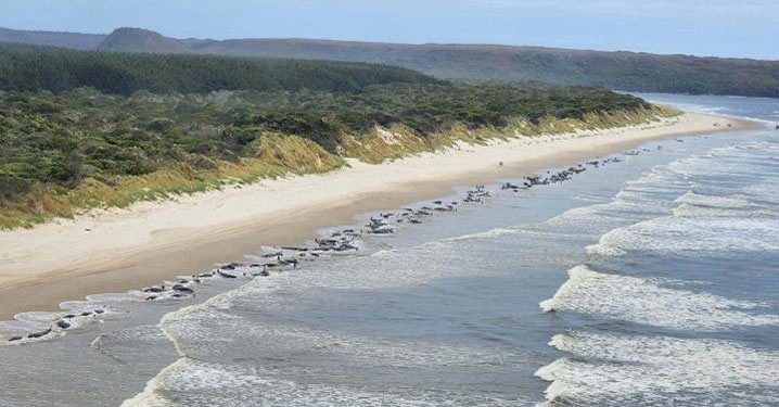 230 Paus Pilot Terdampar di Tasmania, 32 Berhasil Diselamatkan