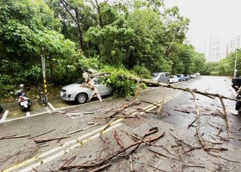 Pohon yang tumbang akibat topan Hinnamnor. Central Emergency Operation Center (CEOC) Taiwan mencatat dari 181 kasus sebanyak 98 laporan pohon yang tumbang di pinggir jalan. FOTO: Departemen Pemadam Kebakaran New Taipei/FOCUSTAIWAN.TW