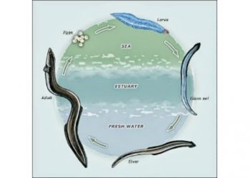 Siklus hidup ikan sidat. GAMBAR: KKP