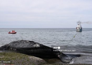 Seekor paus Southern right whales (Eubalaena australis) mati terdampar di tepi pantai El Doradillo ditarik oleh kapal di Puerto Madryn, Provinsi Chubut, Argentina. FOTO: PABLO PORCIUNCULA/AFP/TWITTER