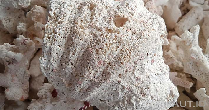 Masih 150 Ribu Moluska yang Belum Dideskripsi Jenisnya