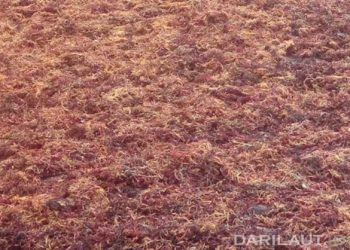 Rumput laut sedang dikeringkan (jemur). FOTO: DARILAUT.ID