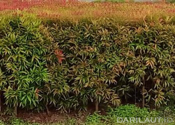 Krisis Iklim Global, PBB Meluncurkan The Nature for Cool Cities Challenge