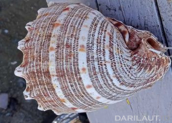 Bioprospeksi Moluska untuk Obat-obatan