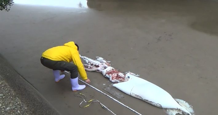 Cumi-cumi Raksasa Ditemukan Mati Terdampar di Pantai Jepang