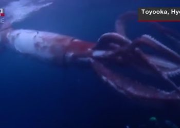 Video Langka, Penyelam Jepang Merekam Cumi-cumi Raksasa