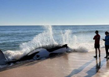 Seekor orca terdampar di Palm Coast pantai Florida pada Rabu (11/1). FOTO: Flagler County Sheriff's Office/ Accuweather.com