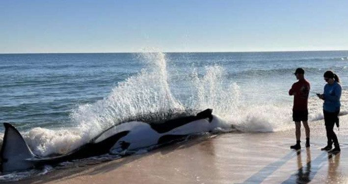 Paus Orca Terdampar di Pantai Florida