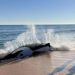 Paus Orca Terdampar di Pantai Florida