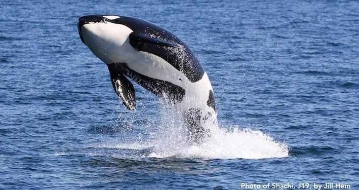 Petisi Perlindungan Paus Orca