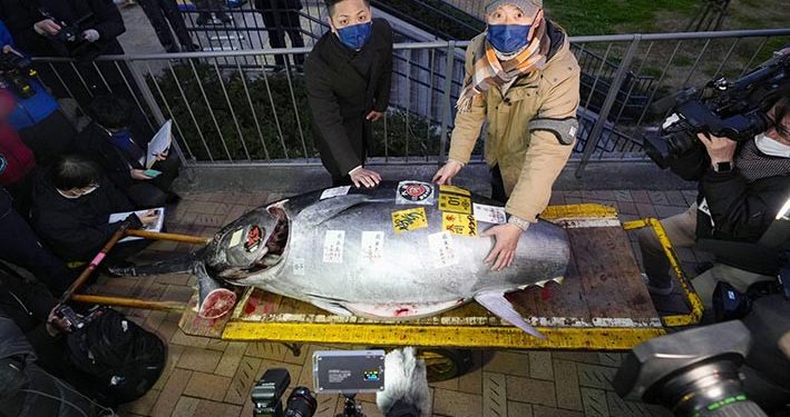 Tuna Sirip Biru 212 Kilogram Terjual Rp 4 Miliar