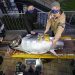 Tuna sirip biru (bluefin tuna) seberat 212 kilogram terjual dengan harga 36 juta Yen atau Rp 4 miliar di pasar ikan Toyosu, Tokyo, Kamis (5/1). FOTO: KYODO VIA JAPANTIMES.CO.JP