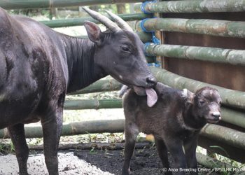 Raden, bayi anoa yang lahir 16 Januari 2023 di Anoa Breeding Centre (ABC) Balai Penerapan Standar Instrumen Lingkungan Hidup dan Kehutanan (BPSILHK) Manado. FOTO: ABC BPSILHK/KLHK