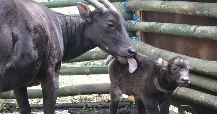 Bayi Anoa Lahir di Manado