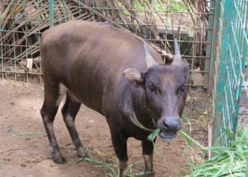 Anoa di Pulau Sulawesi Tersisa 2500 Individu