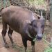 Anoa di Pulau Sulawesi Tersisa 2500 Individu