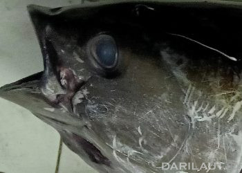 Mata dan bagian kepala ikan tuna. FOTO: DARILAUT.ID