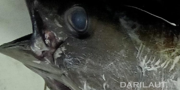 Mata Ikan Tuna Mengandung Omega-3