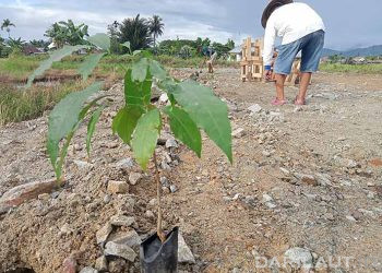 AMSI Gorontalo Tanam Pohon Untuk Ruang Terbuka Hijau