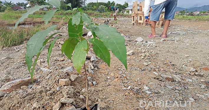 AMSI Gorontalo Tanam Pohon Untuk Ruang Terbuka Hijau