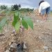 Penanaman pohon untuk ruang terbuka hijau Asosiasi Media Siber Indonesia (AMSI) Gorontalo, di Kelurahan Wongkaditi Barat, Kecamatan Kota Utara, Kota Gorontalo. FOTO-FOTO: DOK. DARILAUT