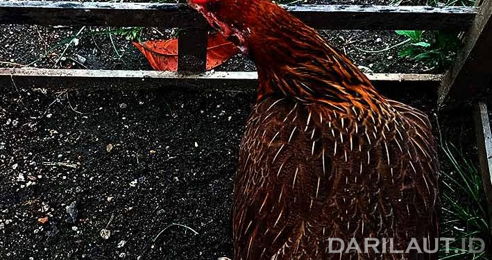 Wabah Flu Burung, Jepang Memusnahkan Ratusan Ribu Ayam