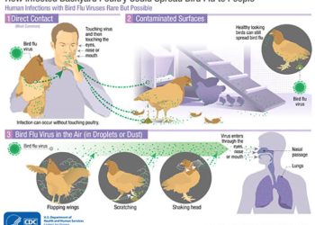 Waspada KLB Flu Burung