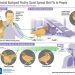Ilustrasi penyebaran virus flu burung dari hewan ke manusia. GAMBAR: CDC.GOV