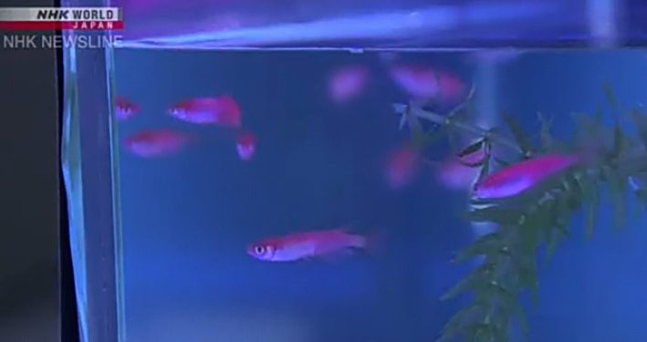 Rekayasa Ikan Secara Genetik, Polisi Tokyo Menangkap 5 Orang Pelaku
