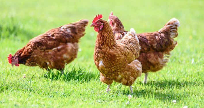 Kasus Flu Burung Ayah dan Anak di Kamboja Berasal Dari Unggas