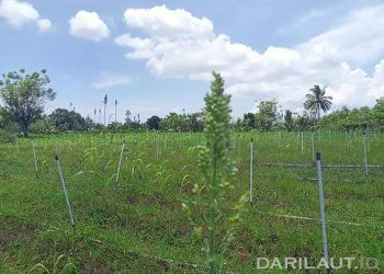 Pesantren Hubulo Gorontalo Mulai Mengolah Sorghum Menjadi Gula dan Tepung