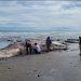 Paus Bryde 11 Meter Terdampar di Perairan Bali