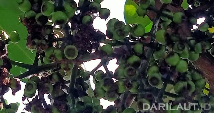 Malahengo Tanaman Khas Gorontalo Bertumbuh dengan Baik