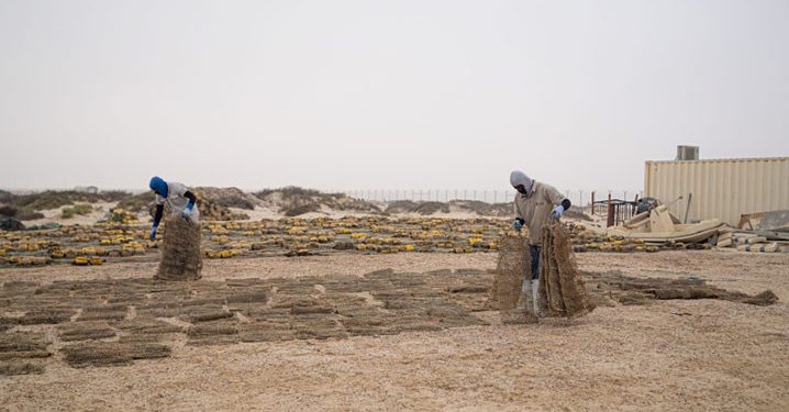 Mengembalikan Stok Ikan di Abu Dhabi