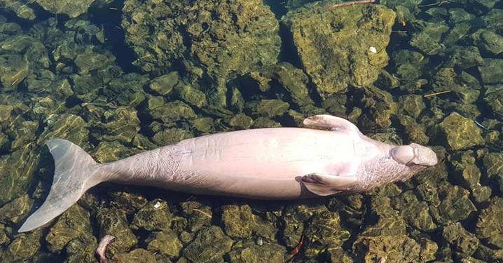 Dugong Panjang 2,7 Meter Terdampar di Mamuju