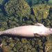 Dugong Panjang 2,7 Meter Terdampar di Mamuju